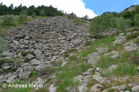 Habitat : éboulis