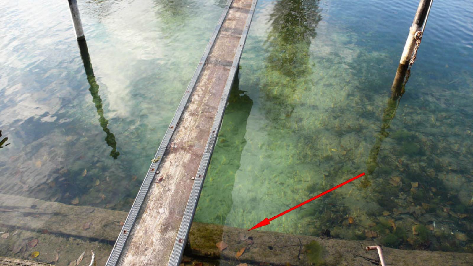Zone devant un terrier occupé au bord d’un lac (entrée sous les traverses du chemin de fer, flèche rouge). En raison des allées et venues dans le terrier, aucune algue n’est parvenue à se fixer au fond du lac (© Christof Angst)