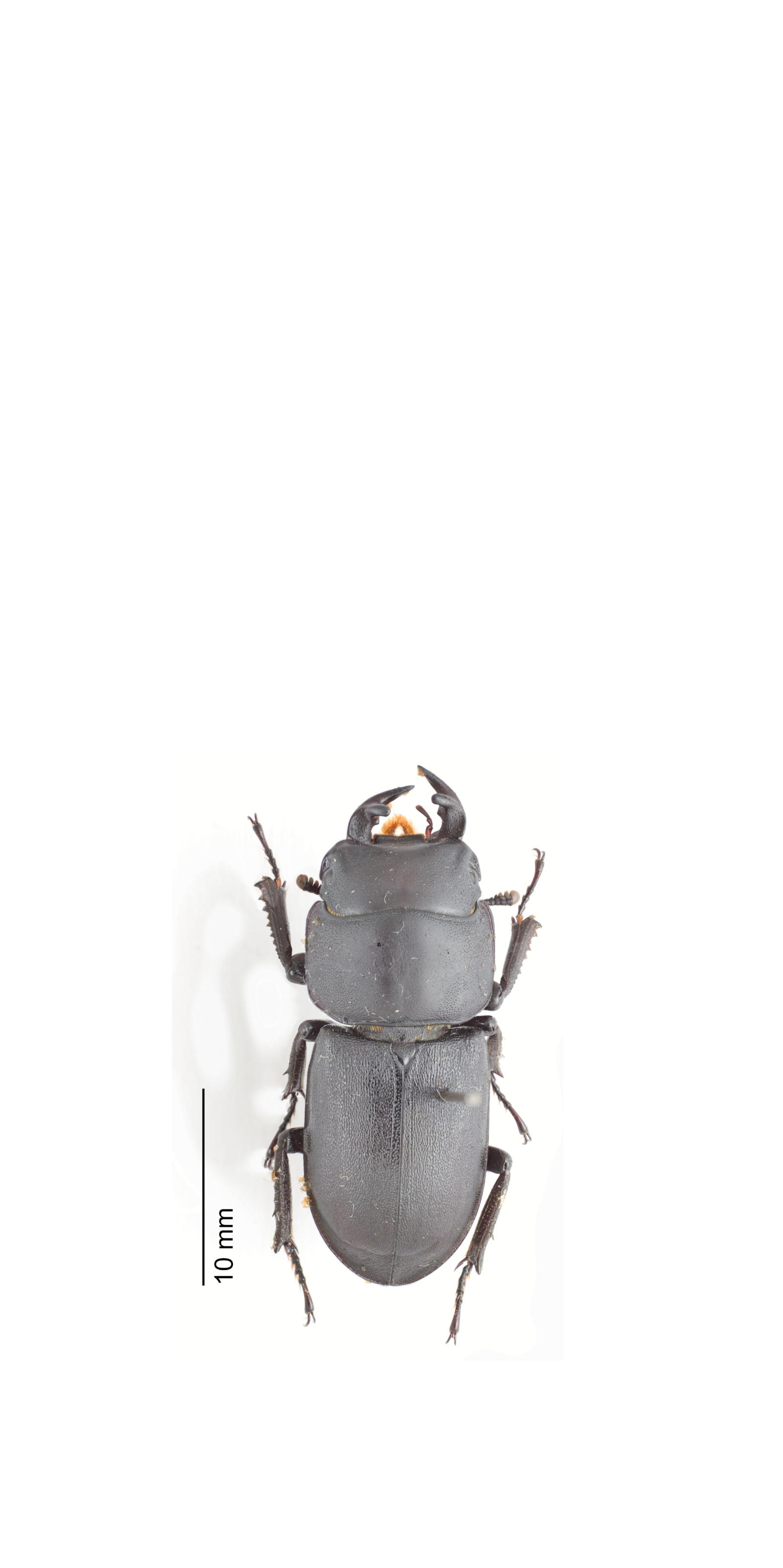 Dorcus parallelipipedus mâle