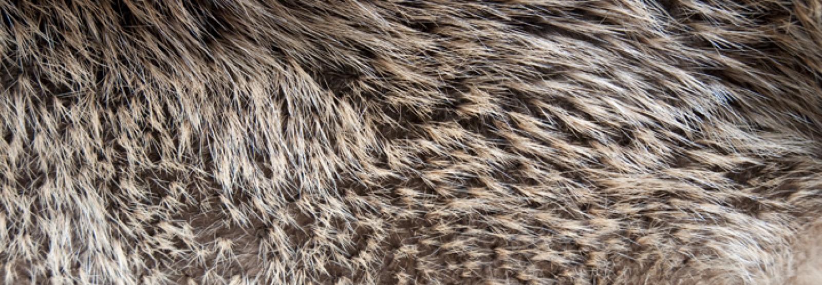 La fourrure de castor est l'une des plus denses du règne animal