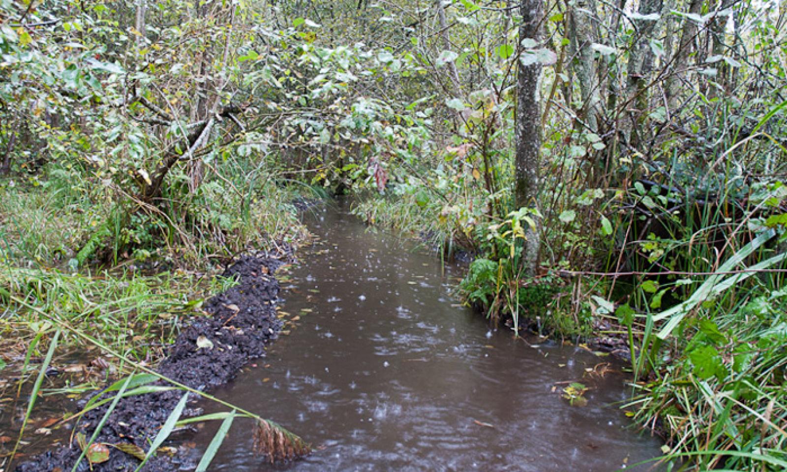 Canal dans une forêt alluviale. On voit particulièrement bien la boue extraite et accumulée sur la rive à gauche (© Christof Angst)