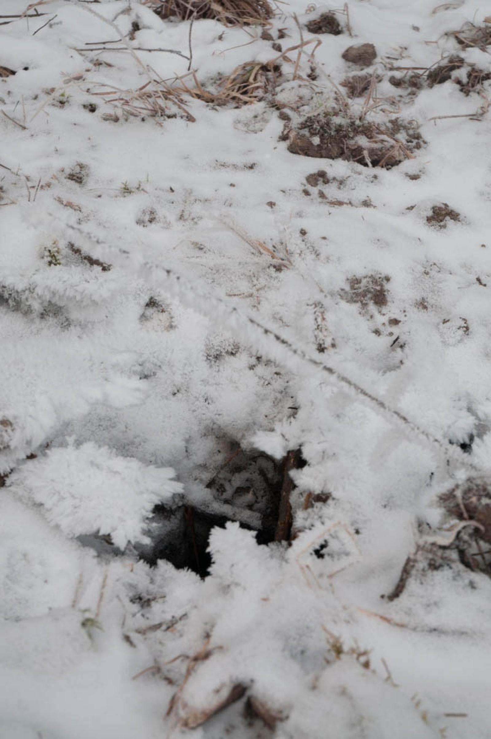 Trou d’aération d’un terrier occupé en hiver. En raison de températures en dessous de zéro, l’air humide qui s'élève par le trou gèle (© Christof Angst)