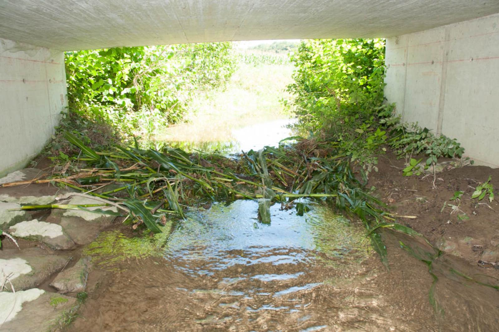 Barrage temporaire de castors dans un fossé de drainage en zone agricole