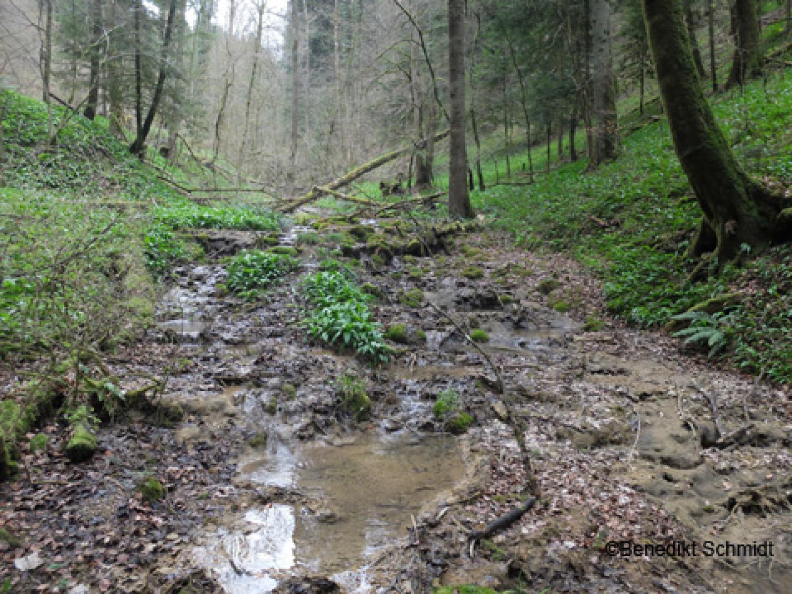 Ruisseau en forêt