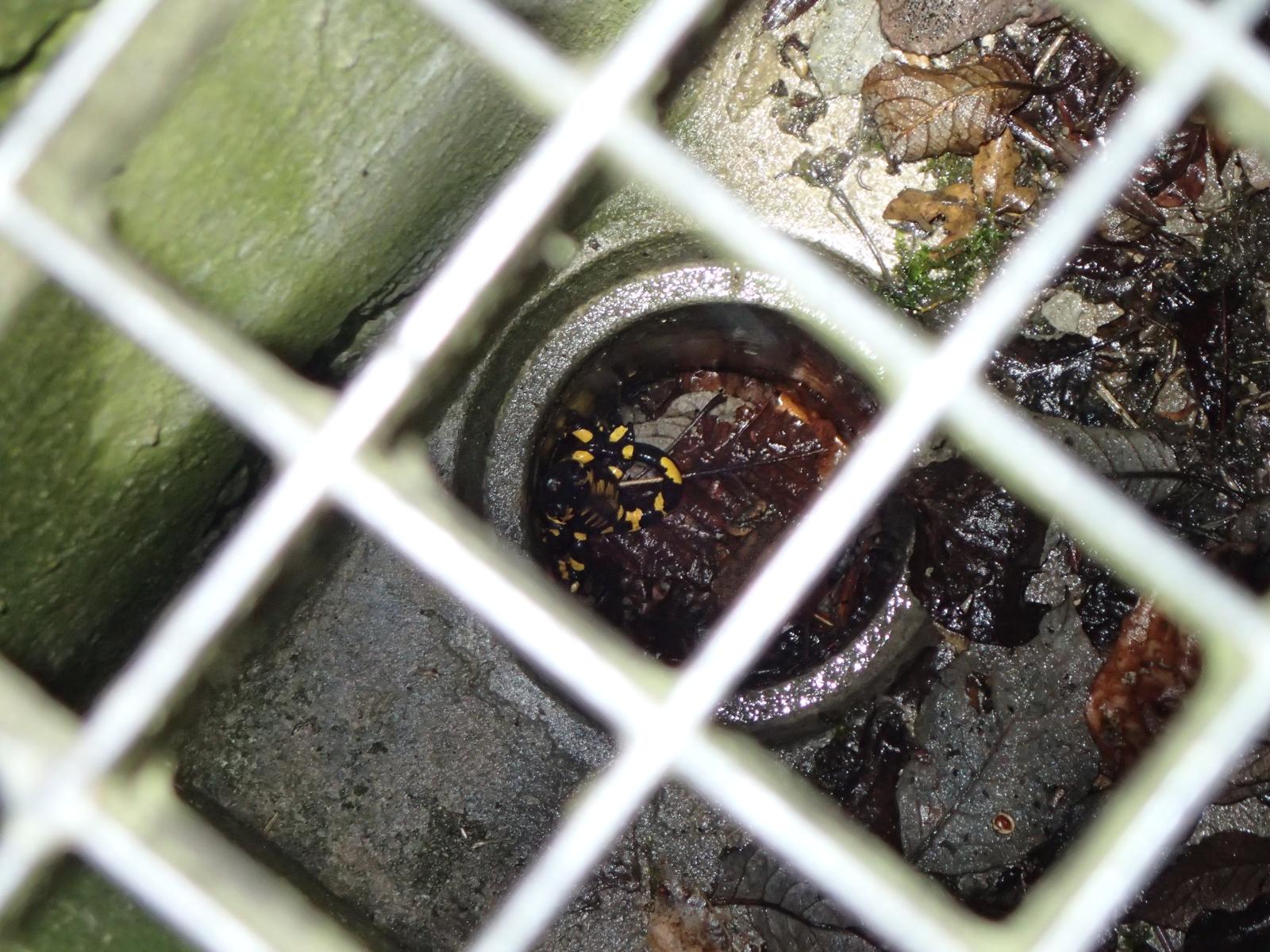 Salamandre tachetée et crapaud commun piégés dans un puit
