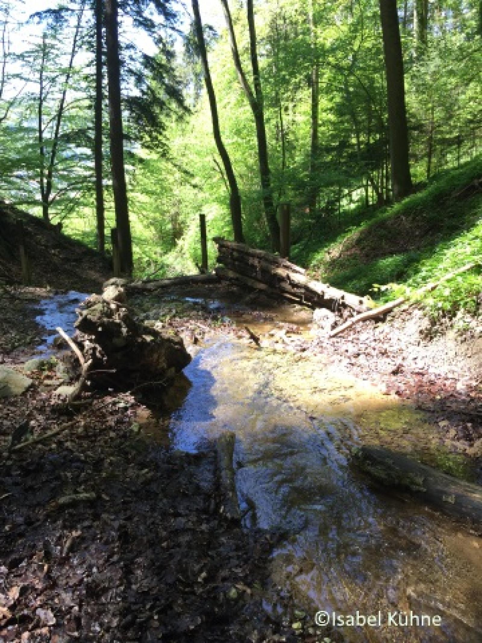 Ruisseau en forêt