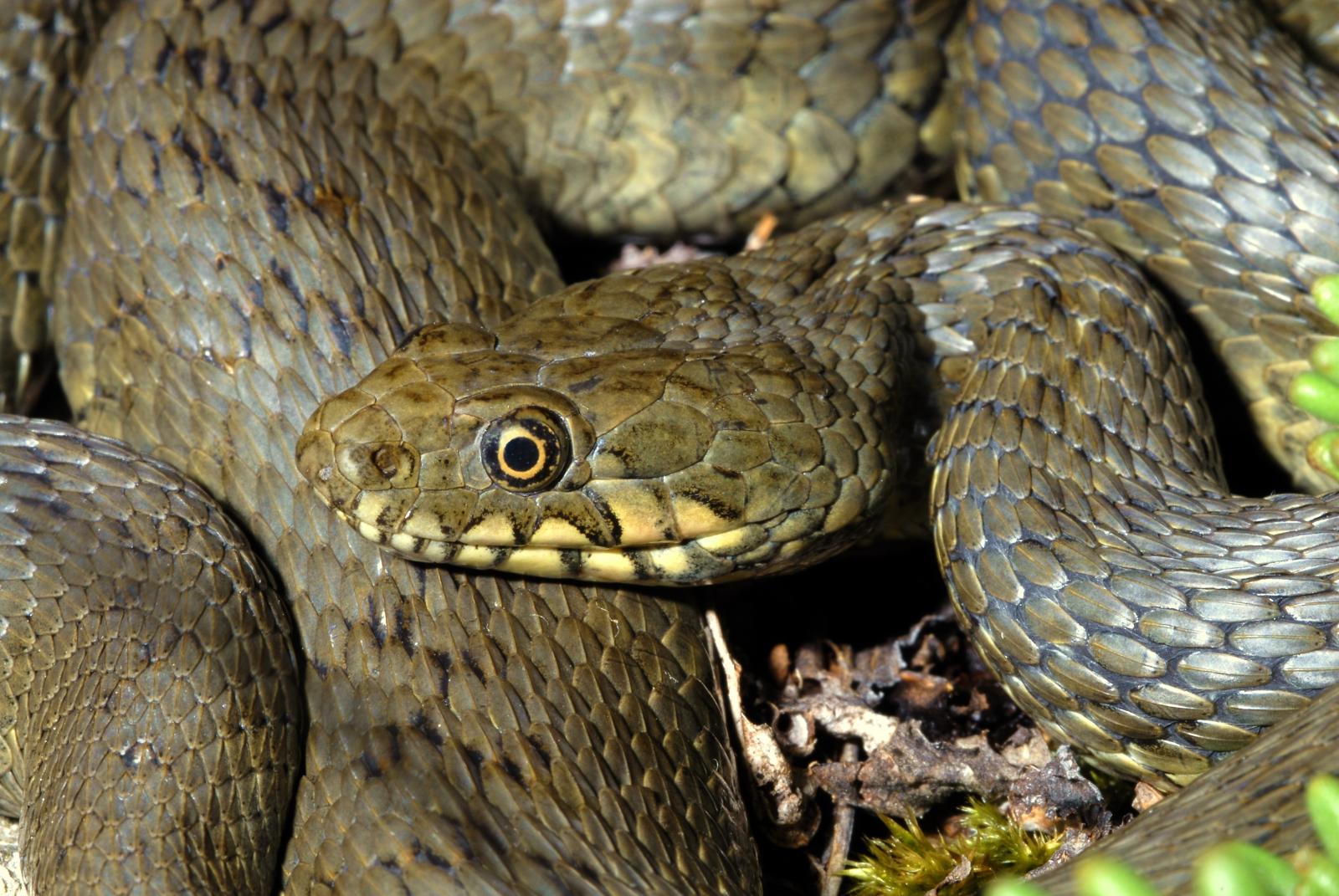 Couleuvre vipérine info fauna