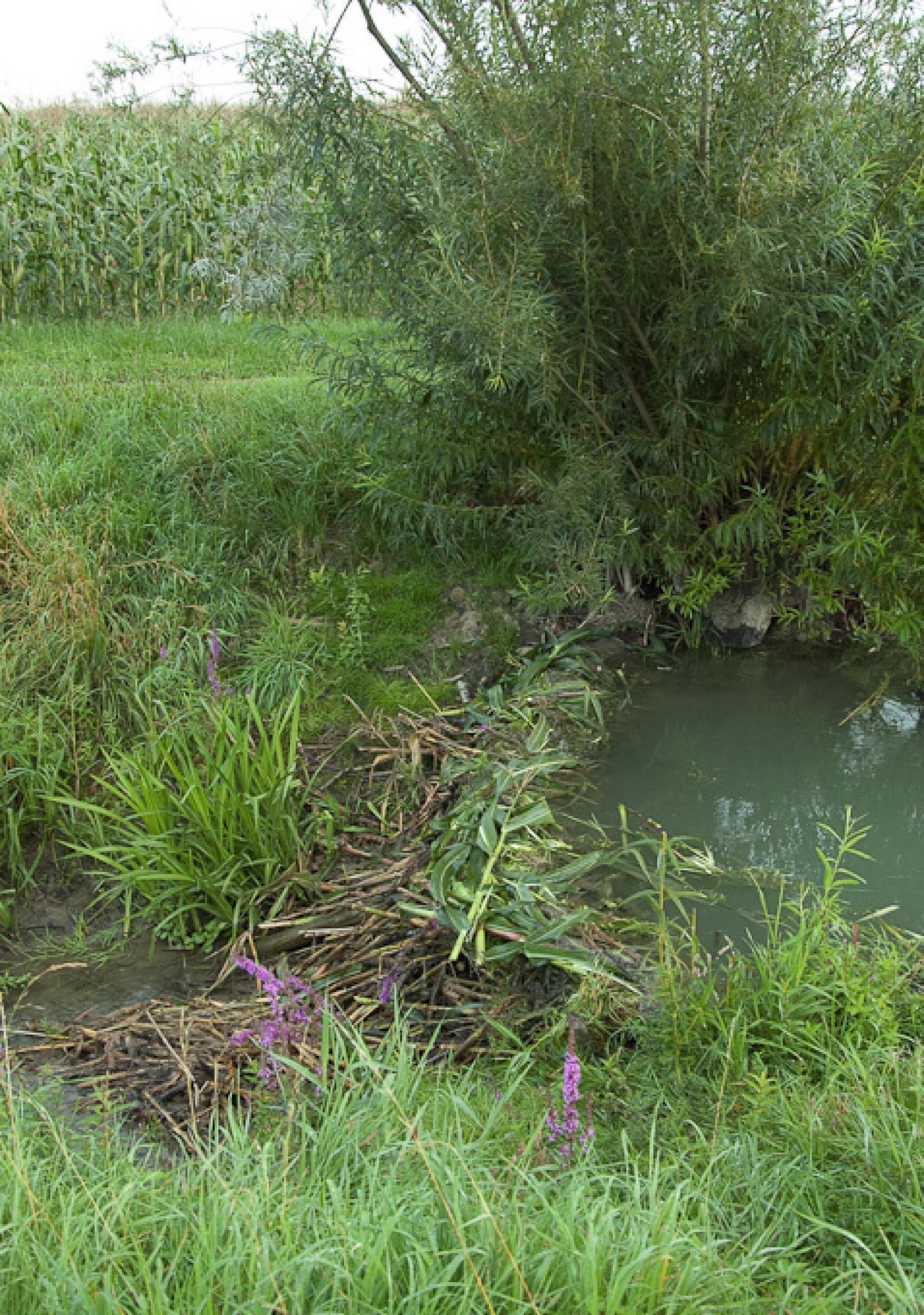 Barrage de castor dans un canal d’évacuation des eaux dans une zone agricole (© Christof Angst)