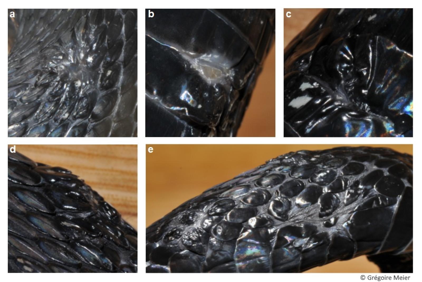 Plusieurs photos montrant des lésions cutanées observées sur une couleuvre à collier infectée par le SFD