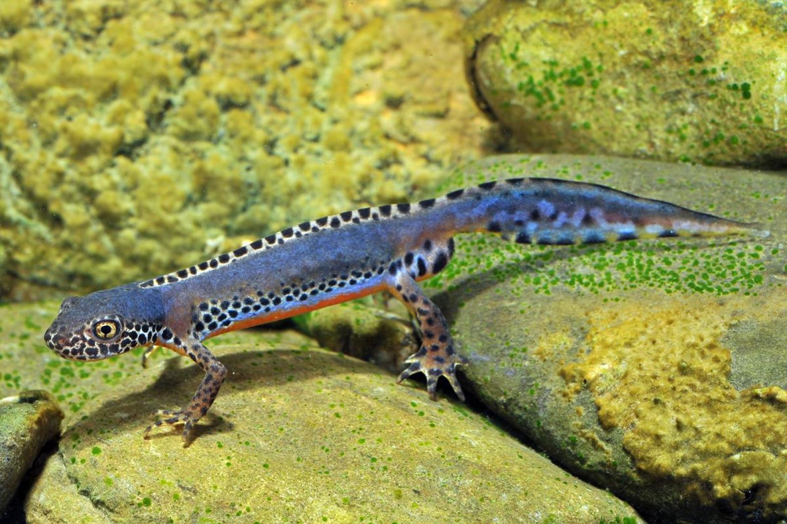 Bergmolch-Männchen im blau schillernden Prachtkleid