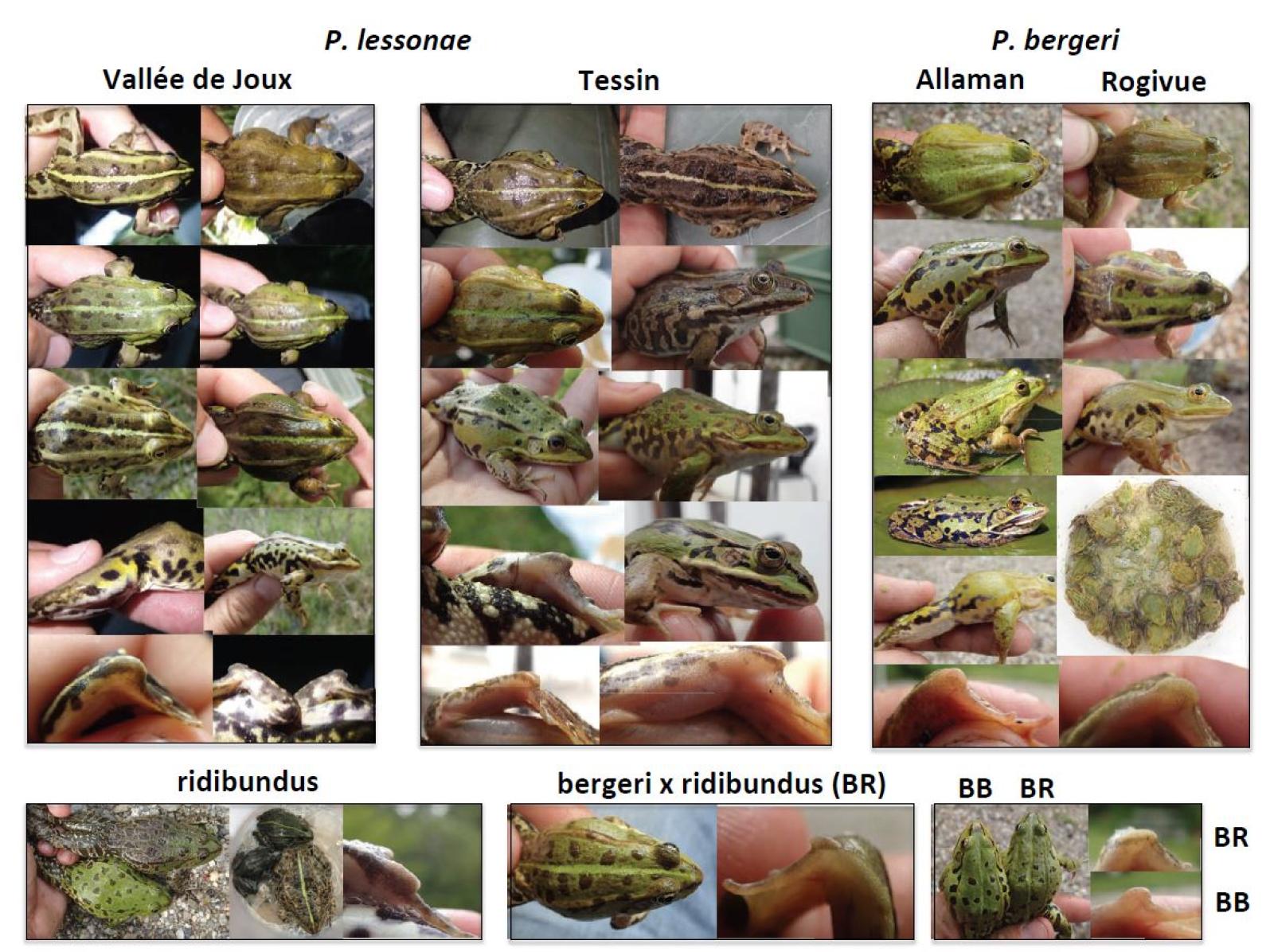 Compilazione di diverse specie di rane verdi