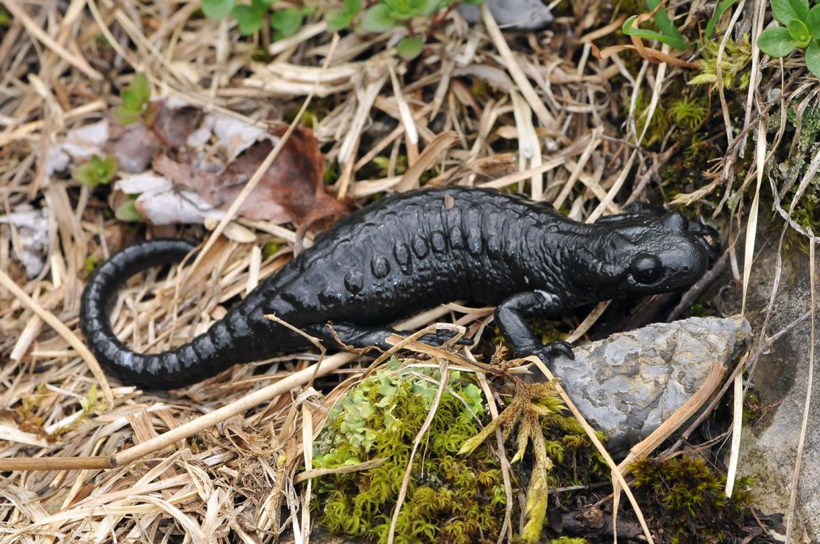 Salamandre noire, sur une pierre
