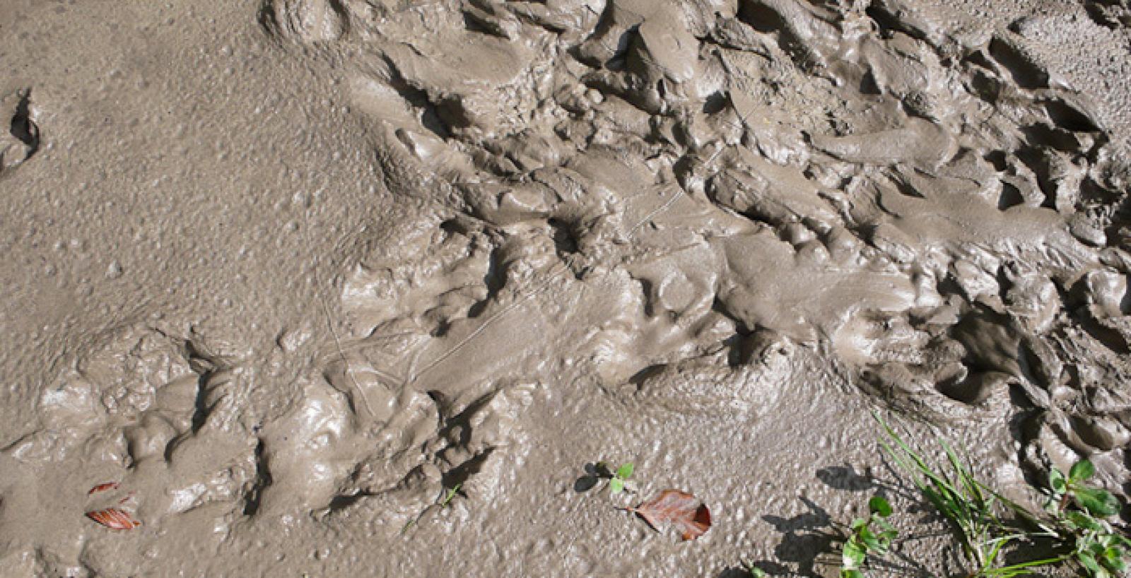 Trace de castor dans la boue (© Christof Angst)