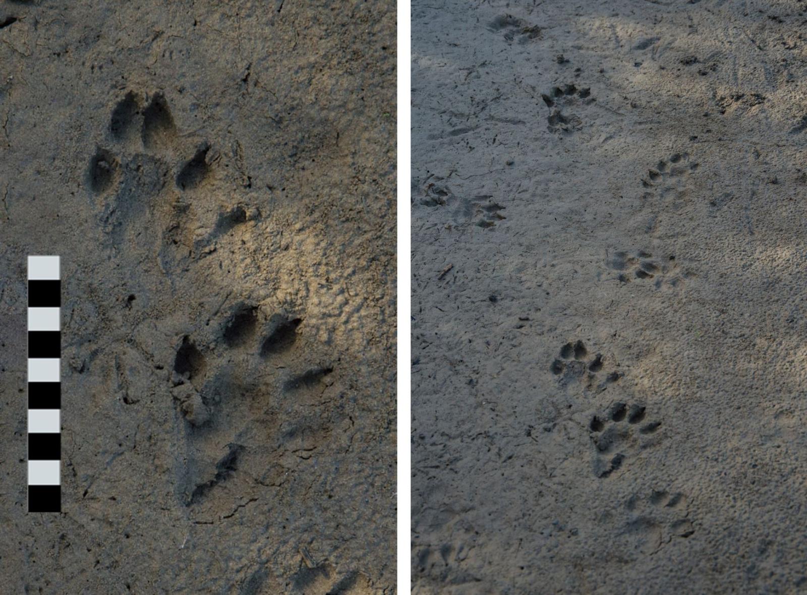 Empreinte (à gauche) d'une trace (à droite) sur un sol argileux (© Christof Angst)