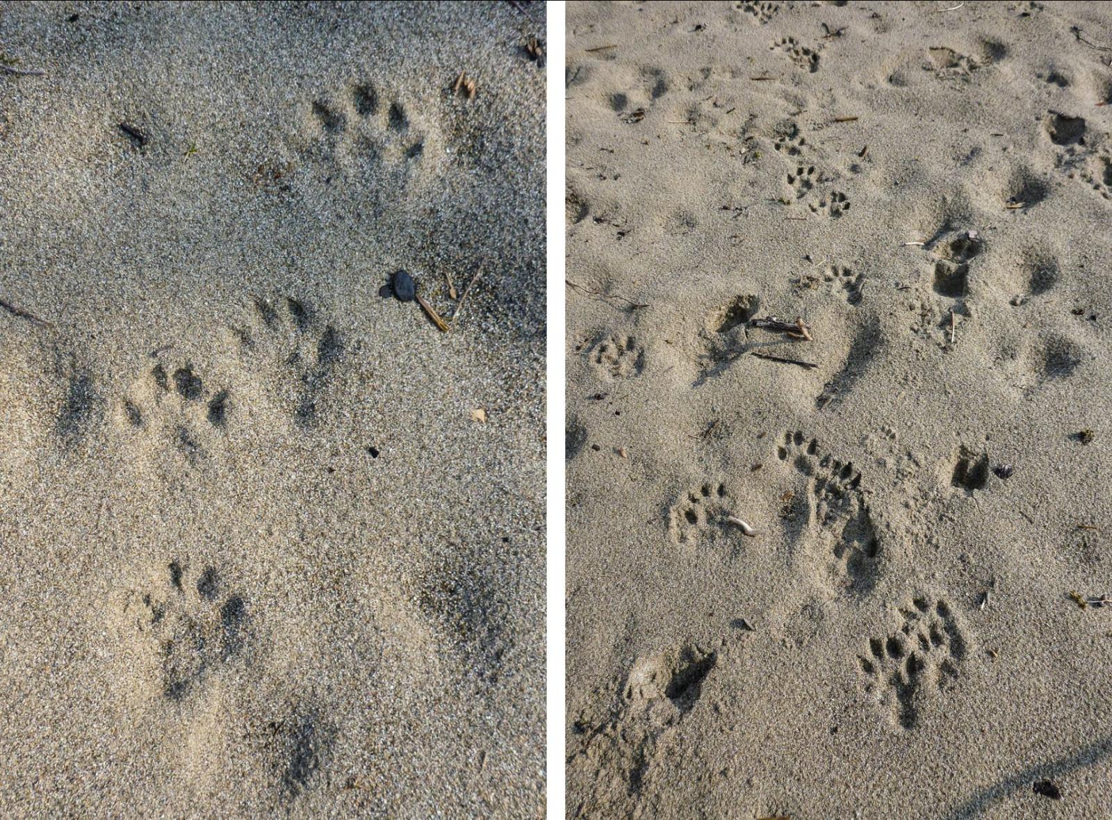 Trittsiegel (links) aus einer Spur (rechts) auf sandigem Untergrund (© Christof Angst)