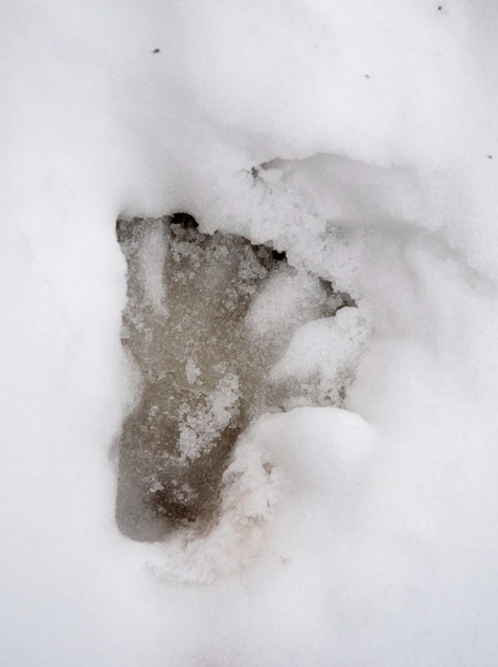 Empreinte de pattes arrière dans la neige (© Christof Angst)