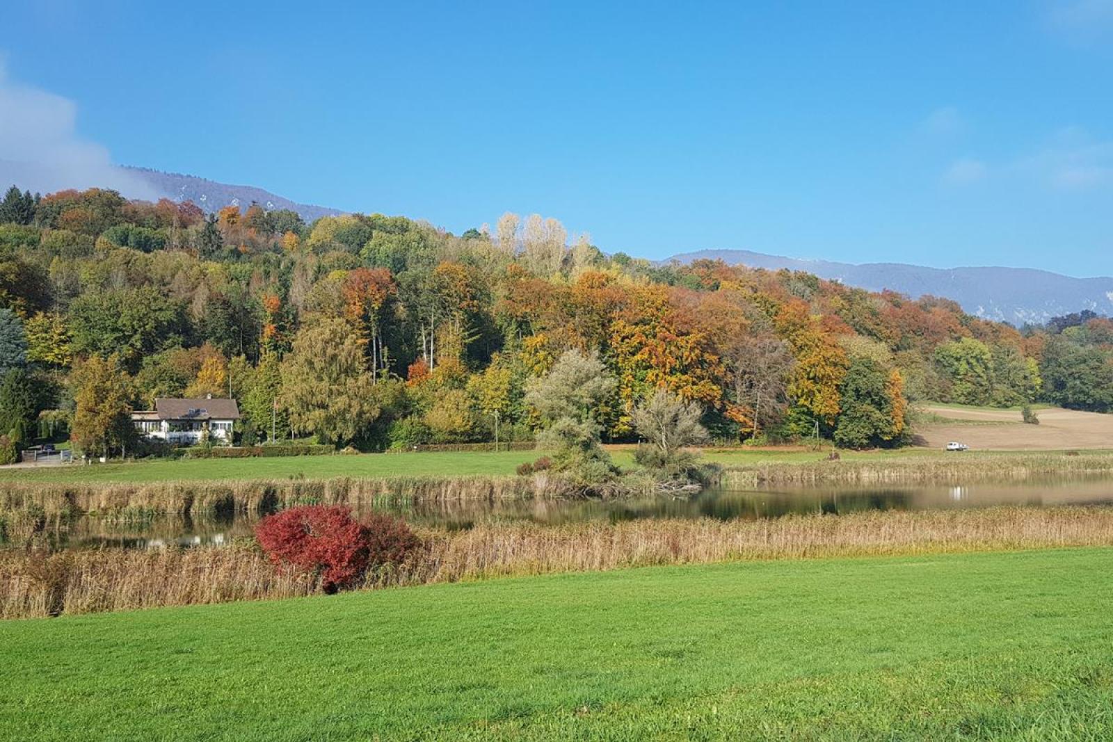 Grand étang à côté d'une forêt