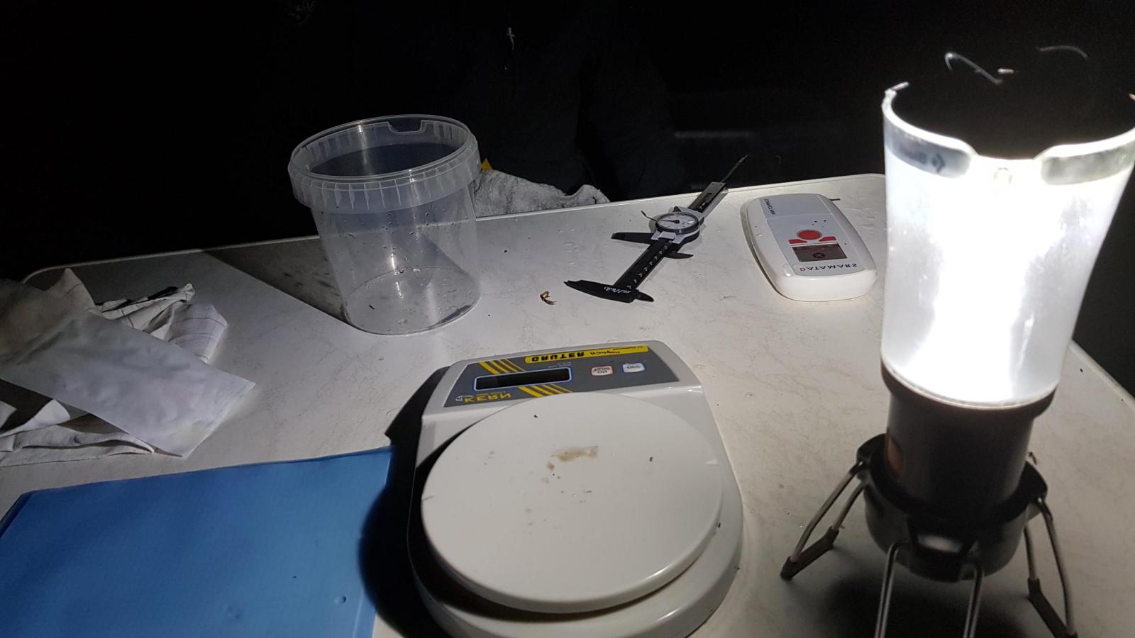 Messgeräte Feldarbeit Amphibien (© Benedikt Schmidt) Lampe, Waage und Schublere