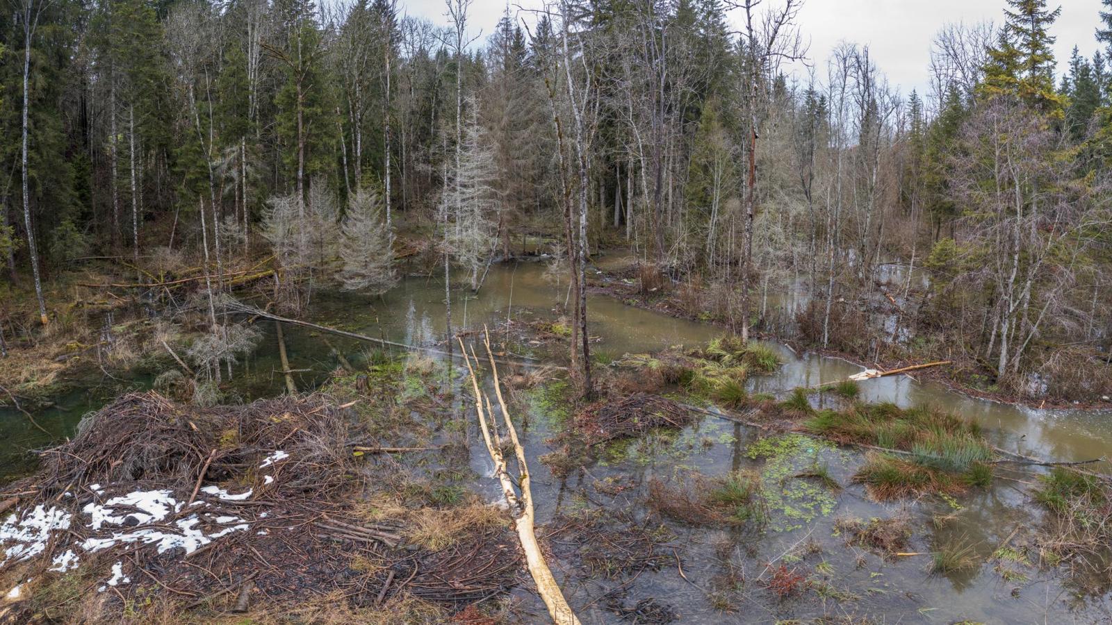 Drohnenaufnahme eines Biberreviers im Wald