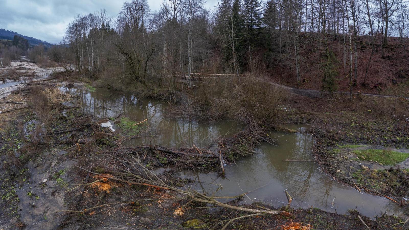 Drohnenaufnahme eines Biberreviers im Wald