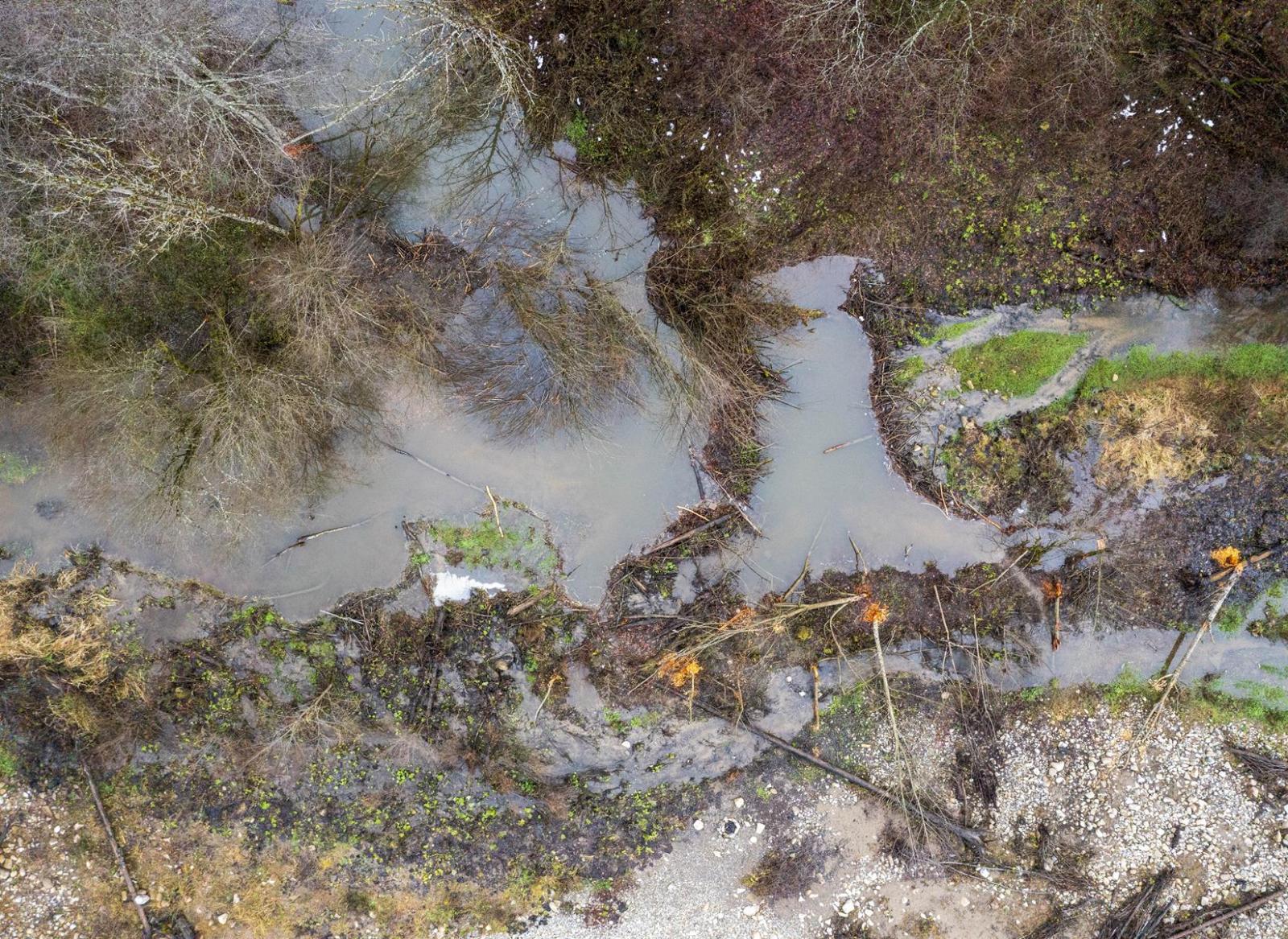Drohnenaufnahme eines Biberreviers im Wald