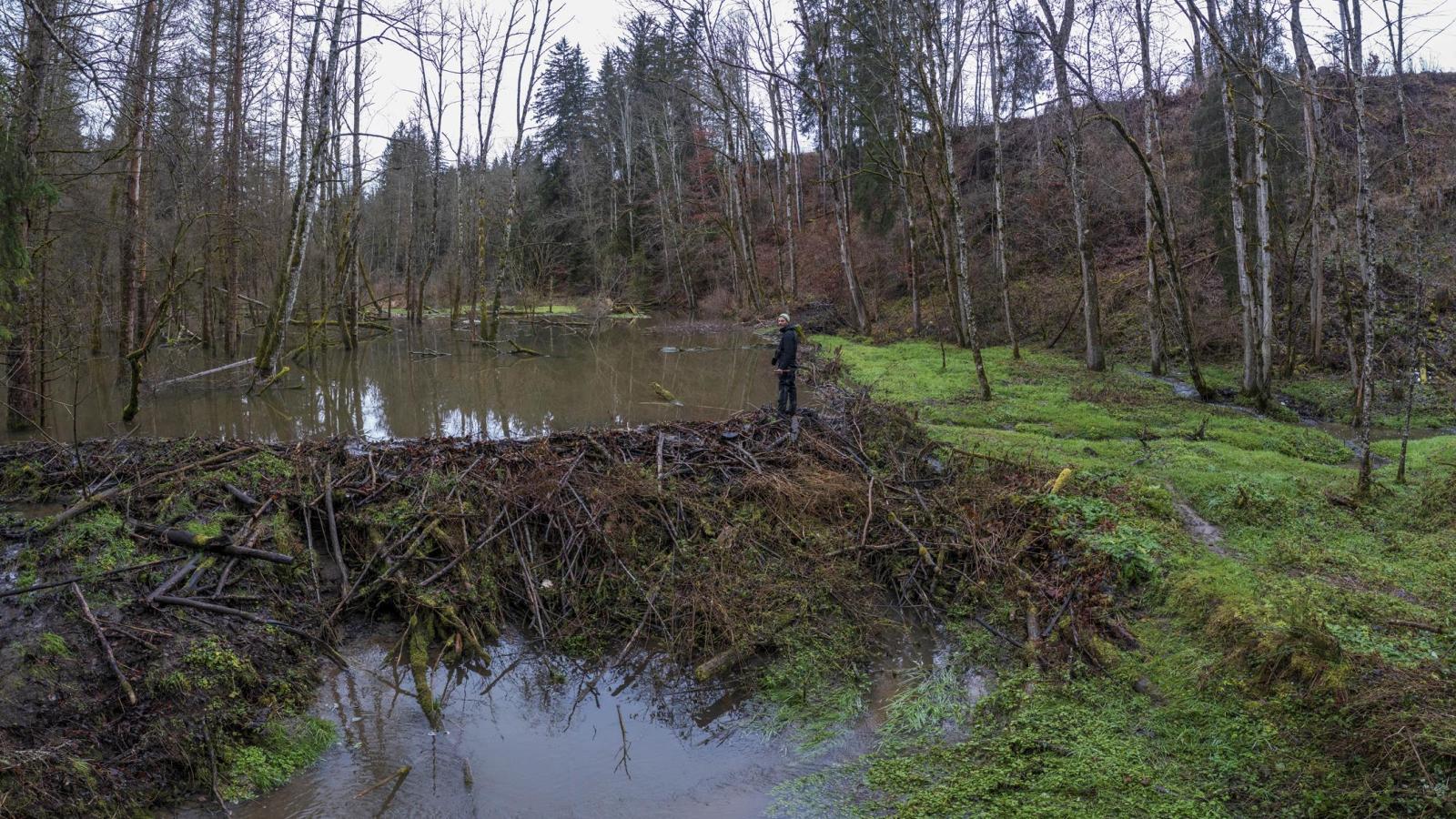 Drohnenaufnahme eines Biberreviers im Wald