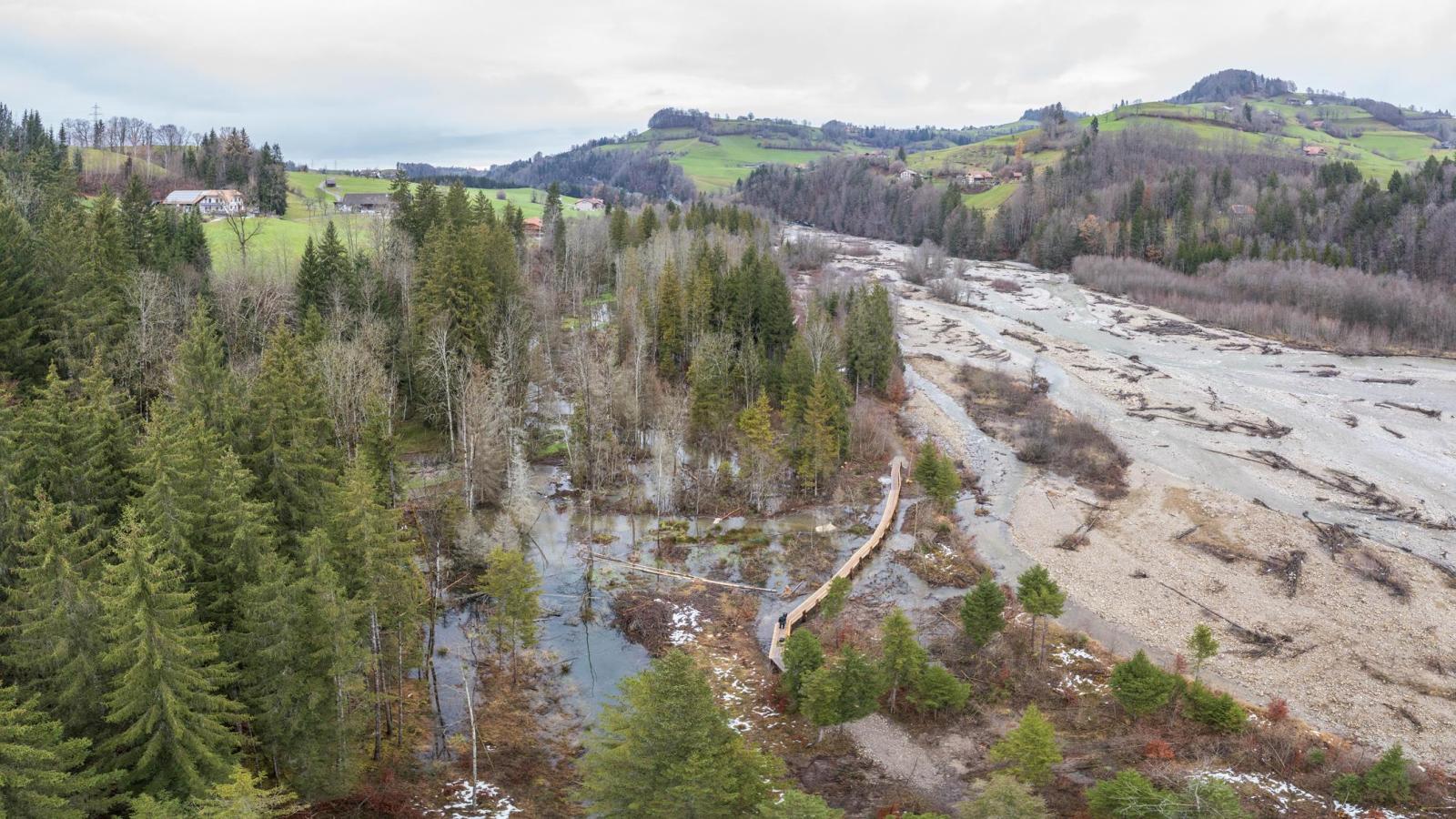 Drohnenaufnahme eines Biberreviers im Wald