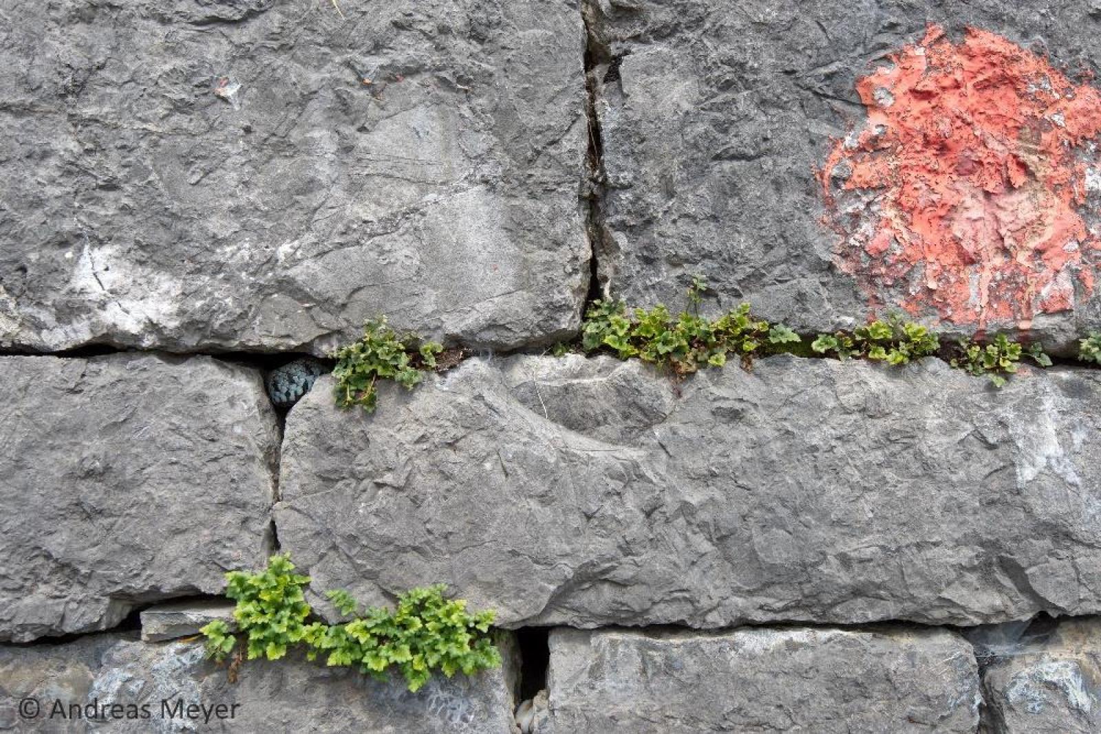 Barrenringelnatter in einer Trockensteinmauer