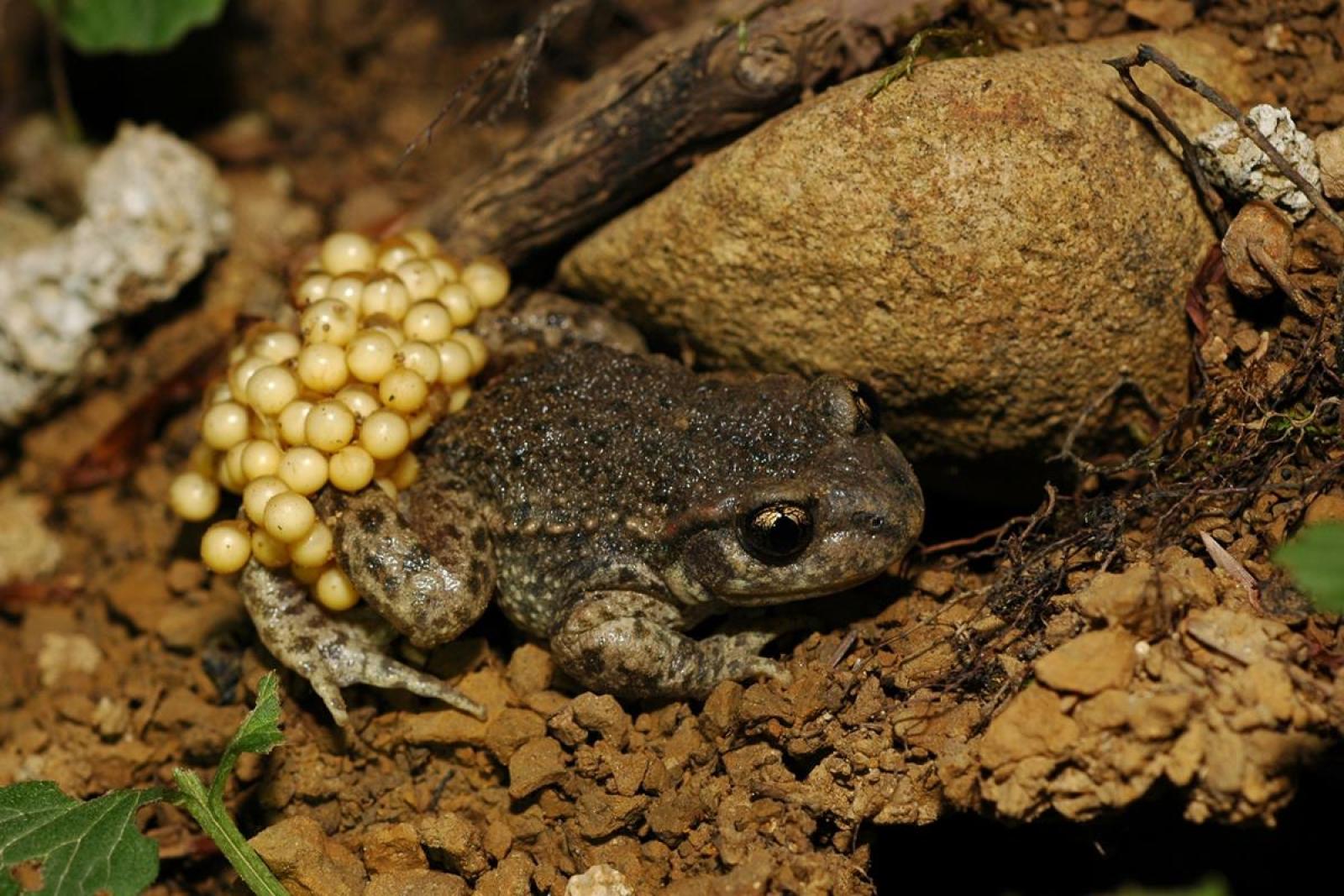 Grenouille avec œufs autour des chevilles