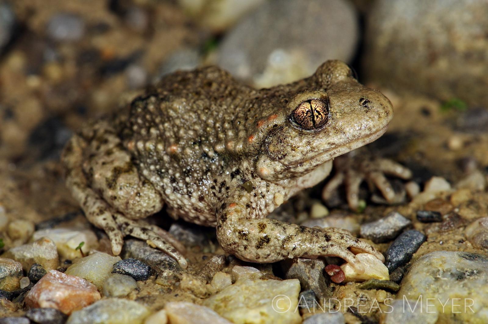 Crapaud accoucheur