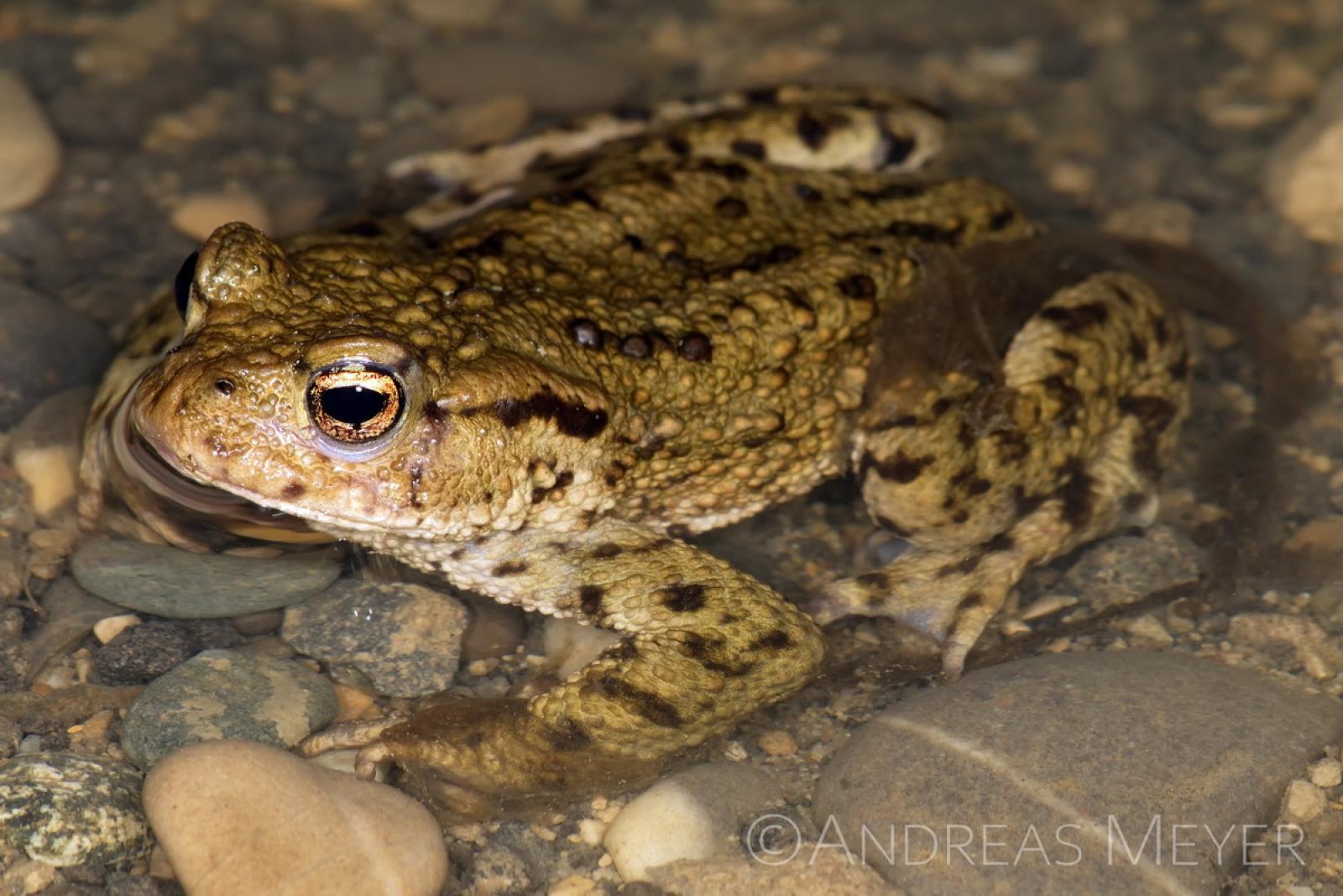 Crapaud commun