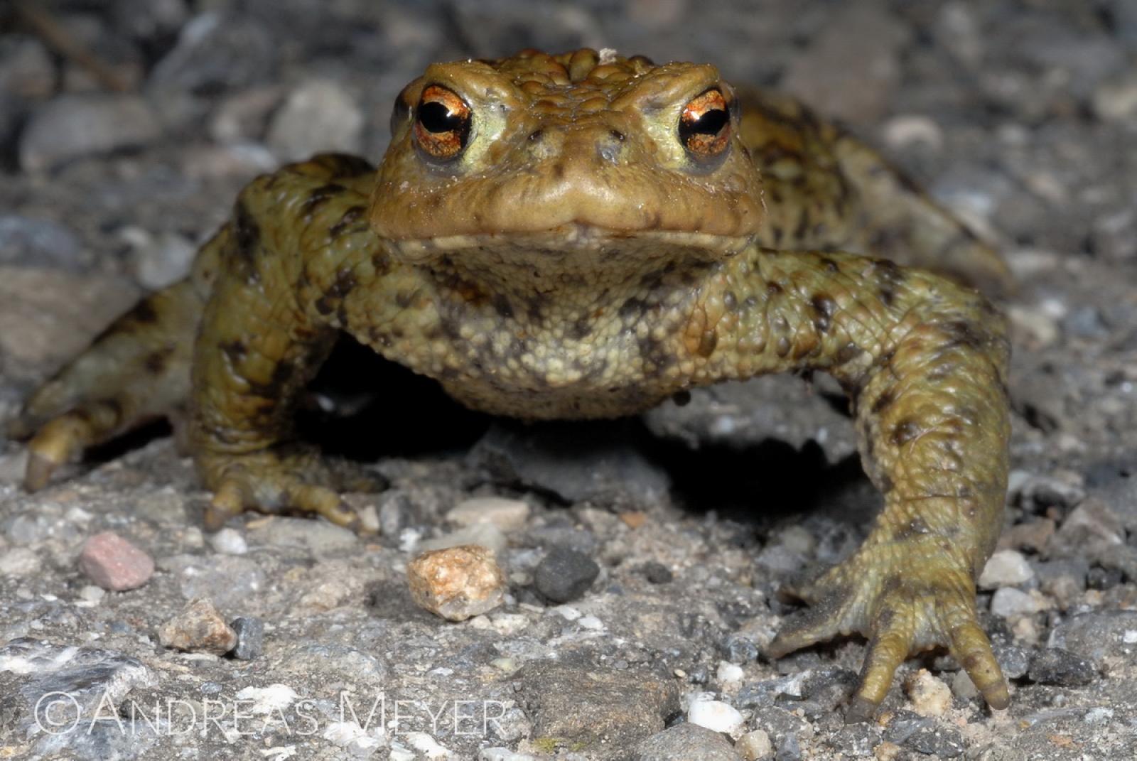 Crapaud commun traverse un route