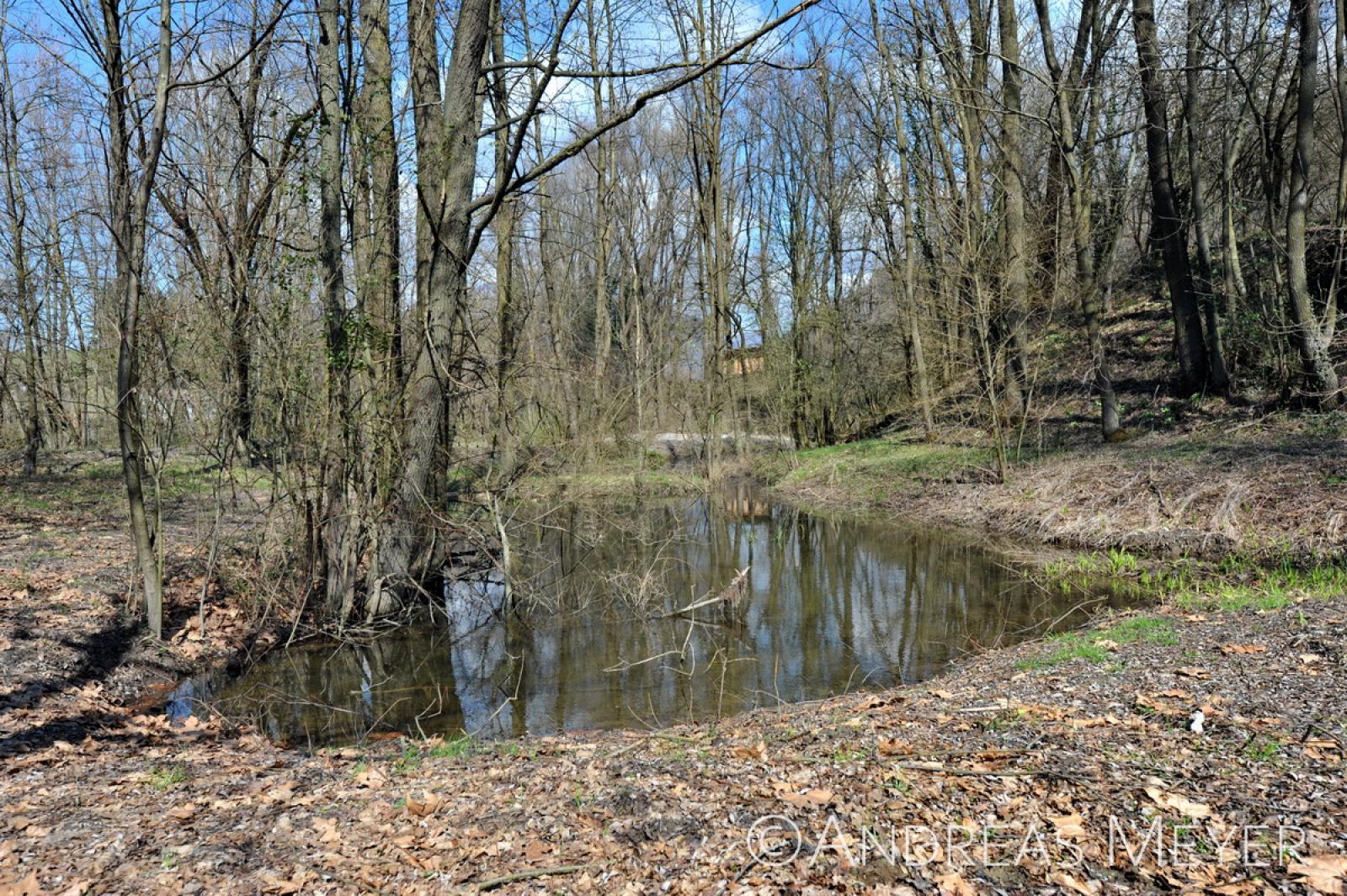 Étang de forêt