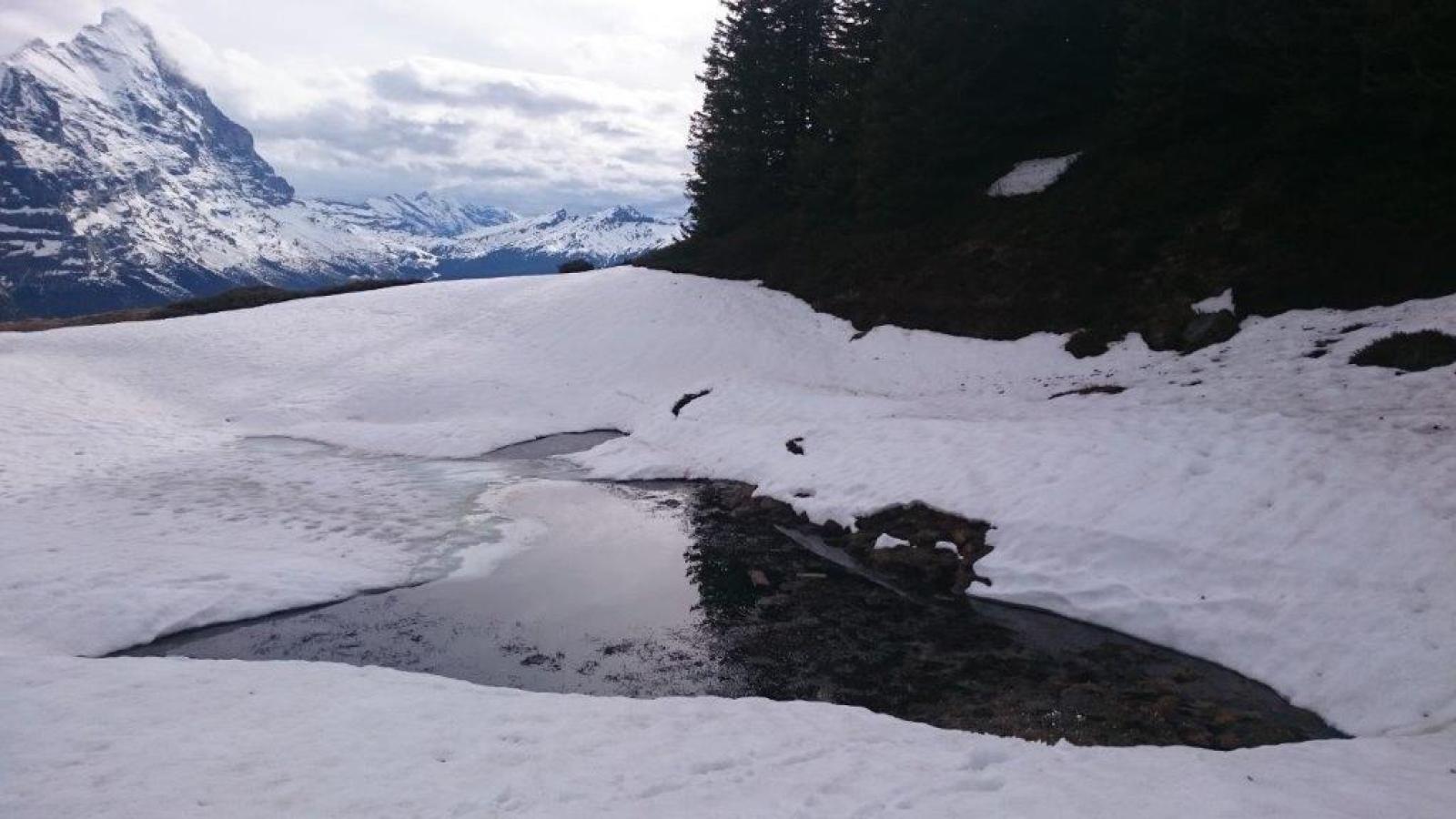 Laichgewässer der Erdkröte (© Sarah Althaus) Gewässer mit Schnee an Ufern