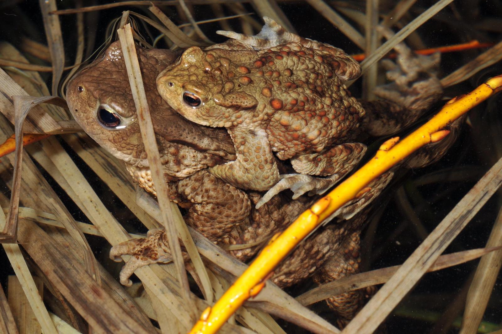 Couple de crapauds communs dans l'eau