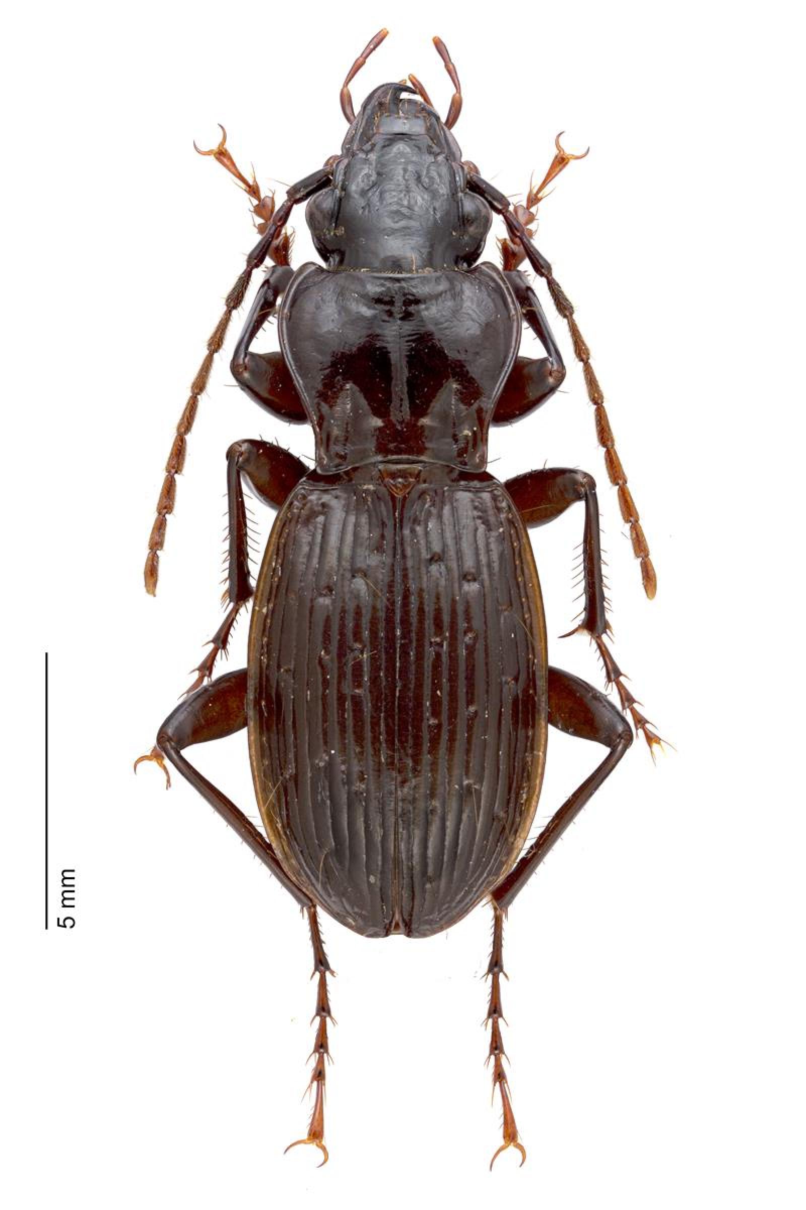 Coléoptère: Pterostichus fasciatopunctatus