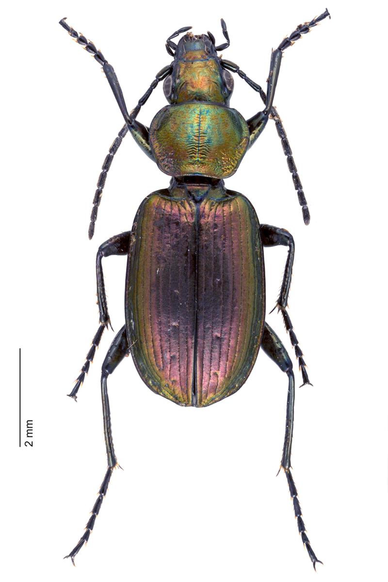 Coléoptère: Agonum ericeti 