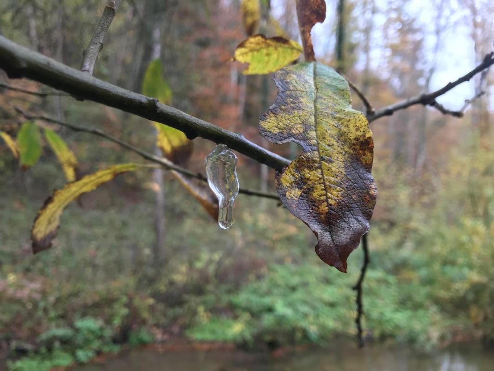 Gelée stellaire d'origine inconnue sur un arbre