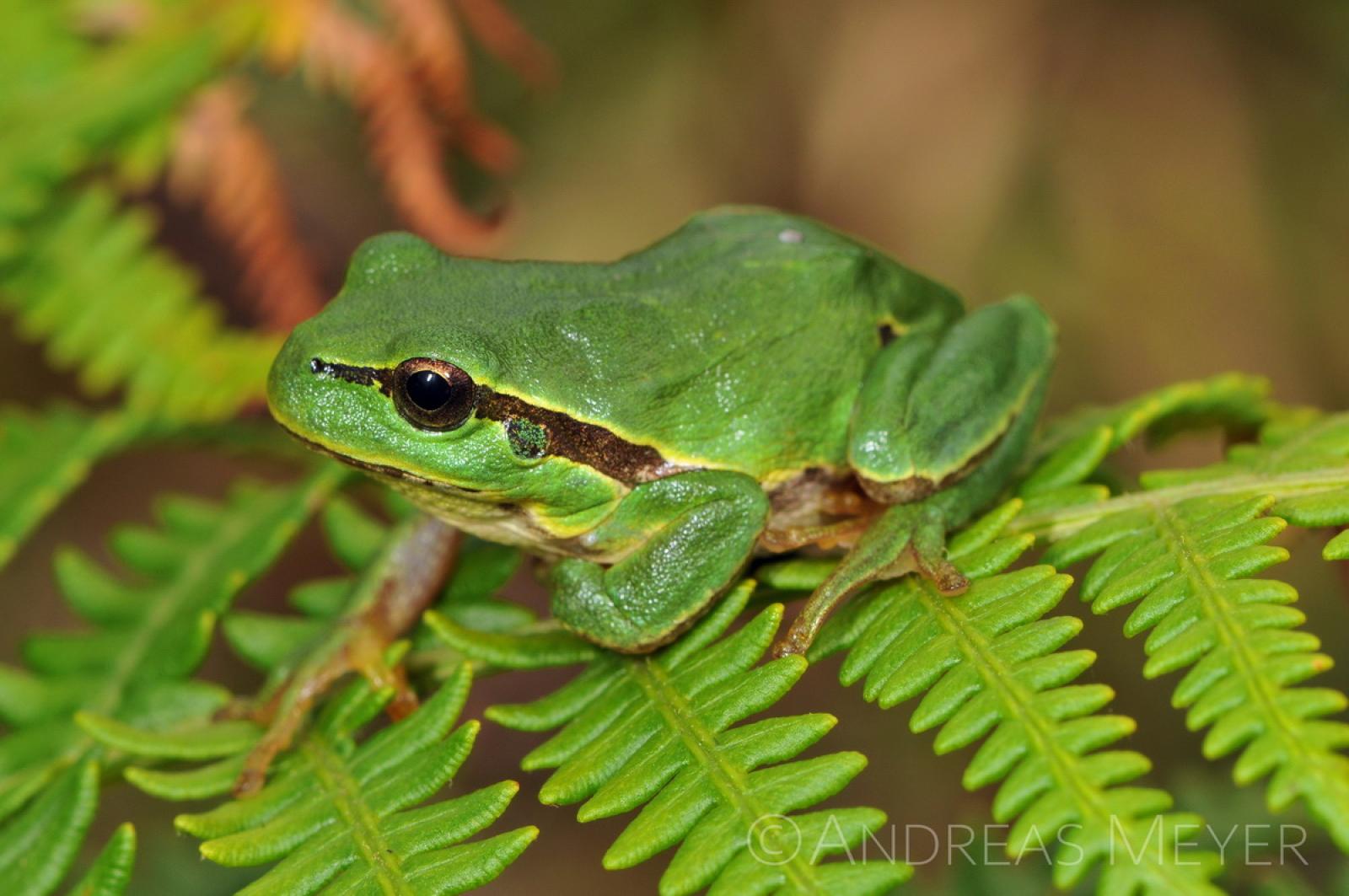 Laubfrosch auf Farn