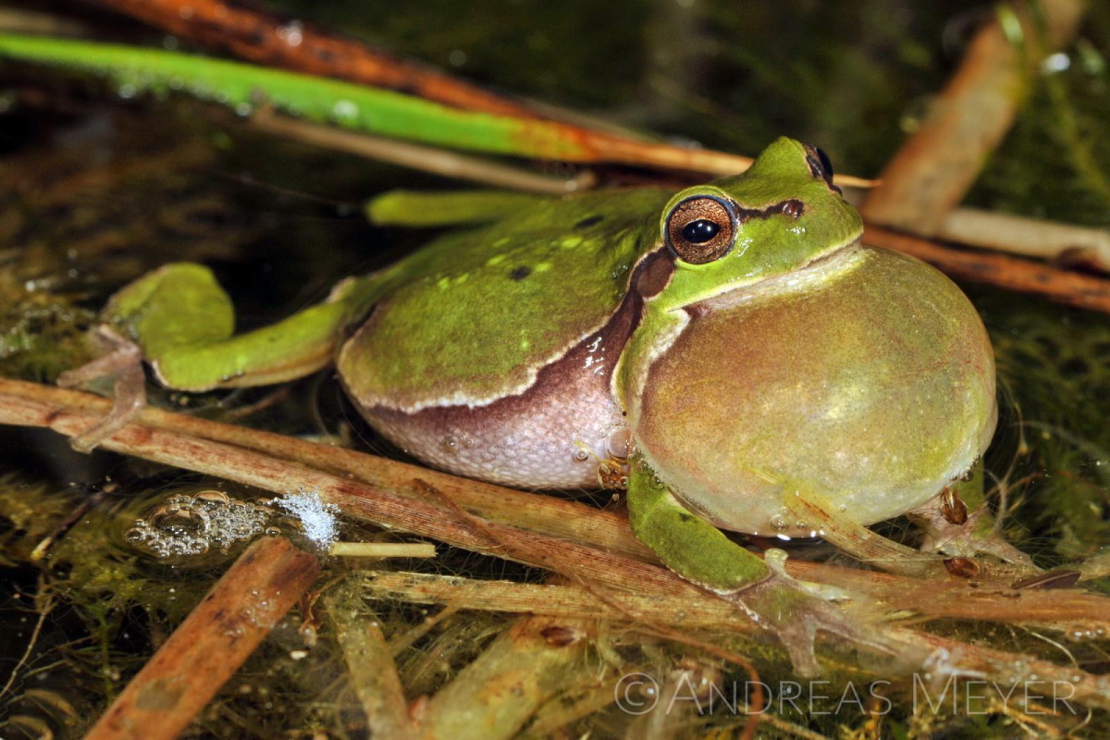 Laubfrosch mit kehlständiger Schallblase