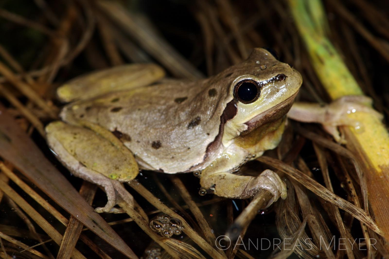 Grau gefärbter Laubfrosch