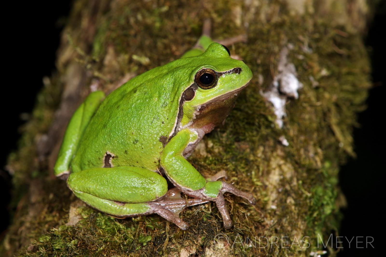 Grüner Laubfrosch