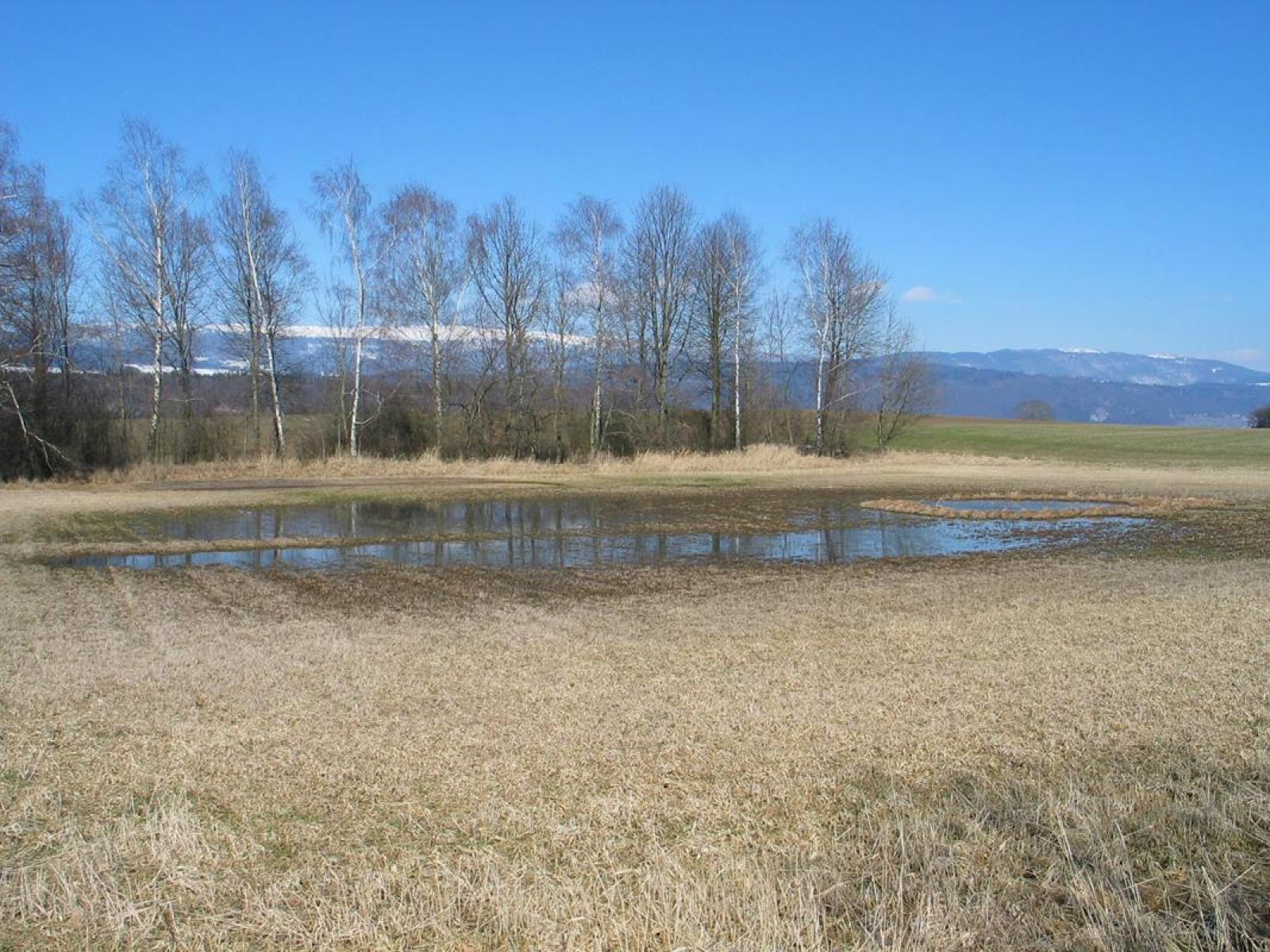 Flaches Gewässer in einer Feuchtwiese