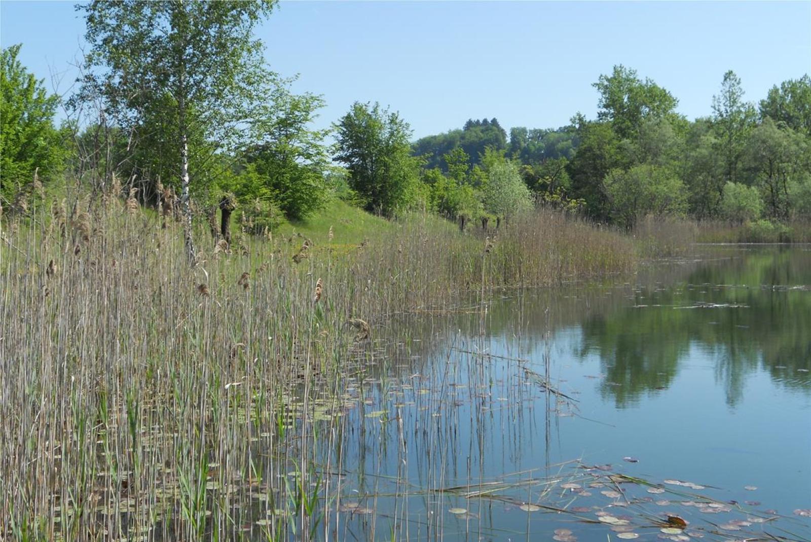 Plan d'eau avec roselière