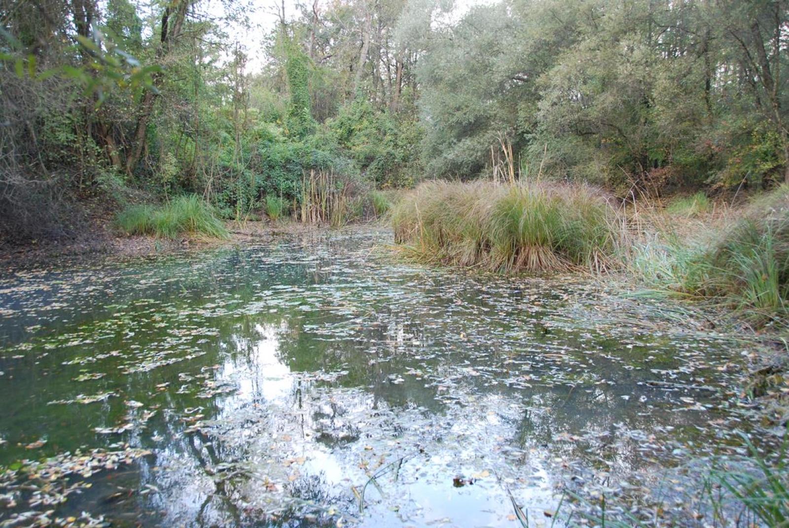 Plan d'eau avec roselière en forêt