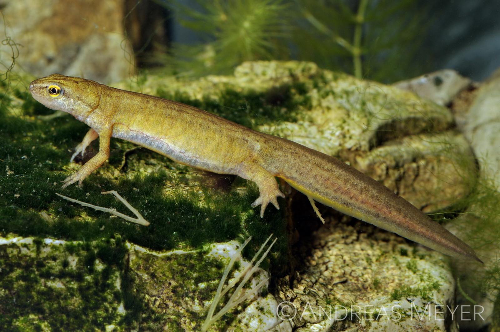 Femelle du triton palmé dans l'eau