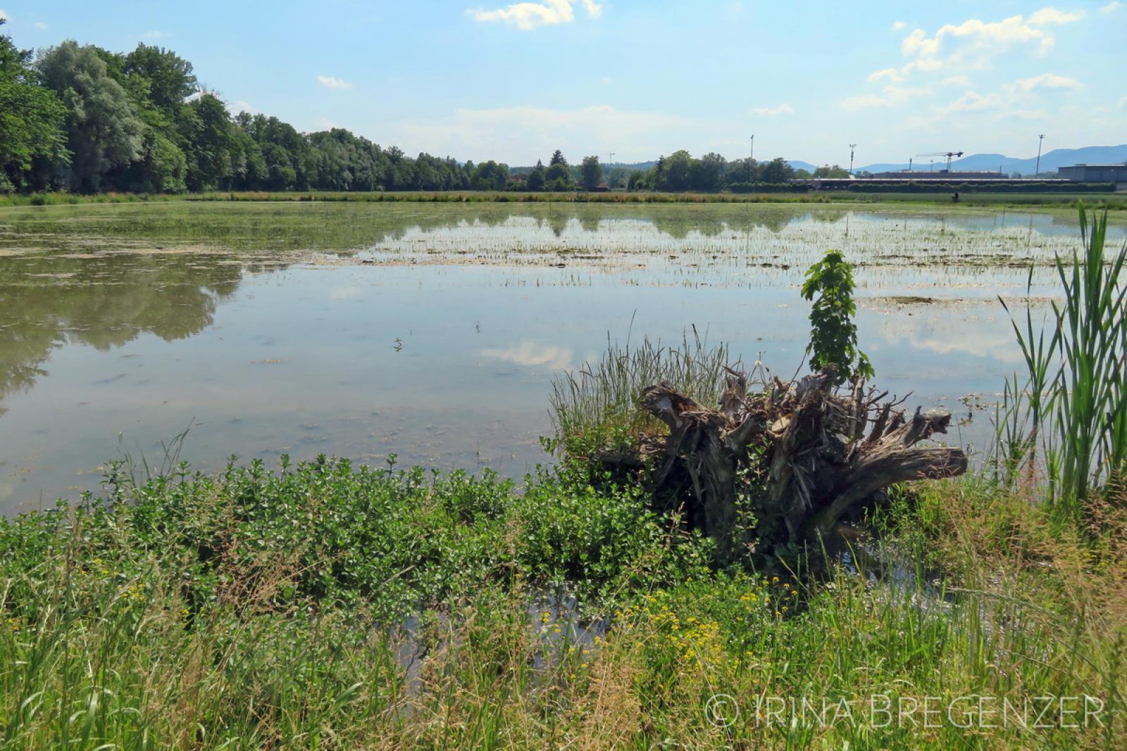 Plan d'eau peu profond dans une rizière