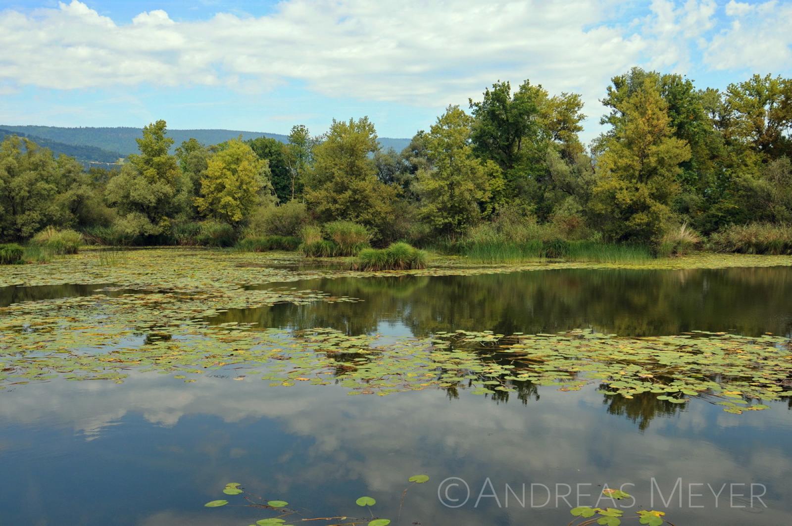 Etang avec roselière