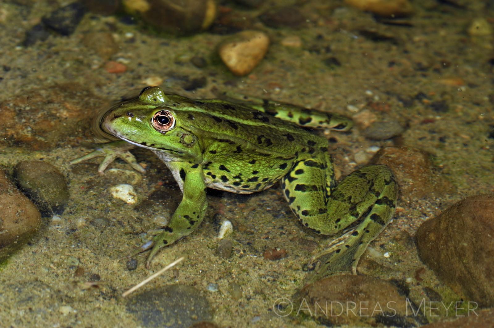 Grenouille verte dans l'eau