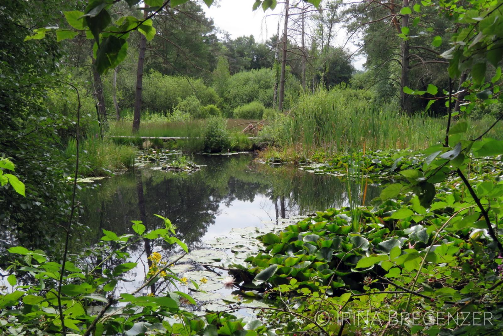 Etang avec roselière